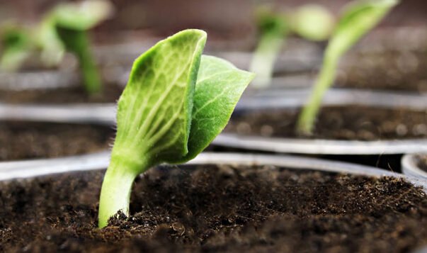 abonado de jardines en huelva mejora el crecimiento de tus plantas