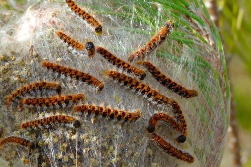 control de plagas en jardin soluciones efectivas en huelva