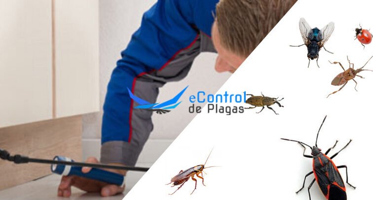 controlador de plagas en huelva acaba con los insectos hoy mismo