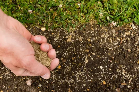 plantacion de cesped en huelva consejos y guia paso a paso
