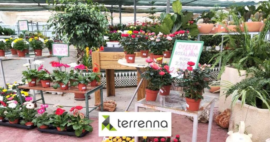 plantacion de flores en huelva consejos y pasos para un jardin colorido