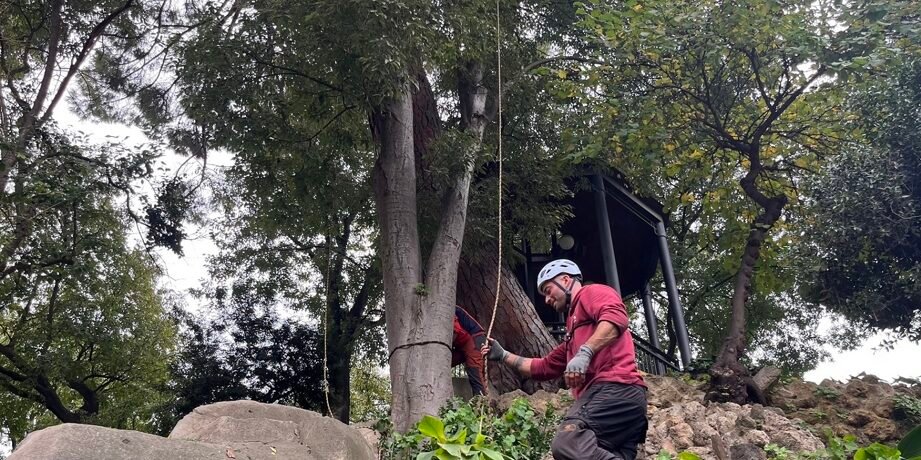 poda de arboles en altura en huelva expertos en el cuidado de tus arboles