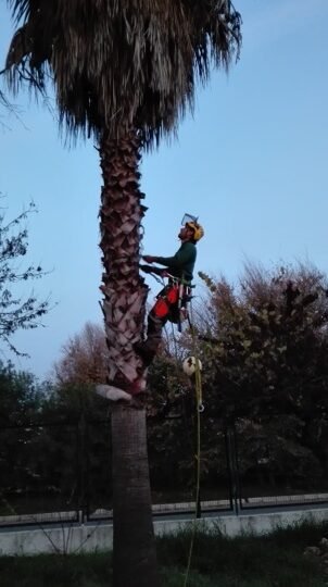 poda de palmeras en huelva consejos y servicios profesionales