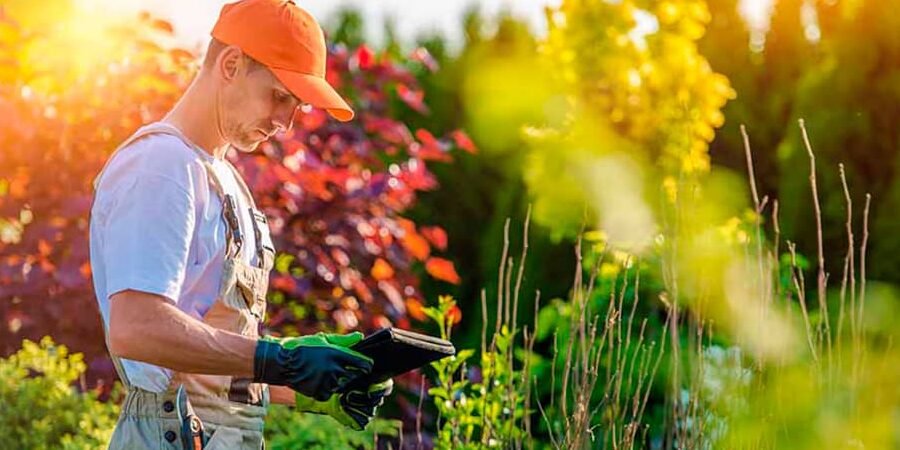 poda en huelva cuidado experto para tus plantas y arbustos